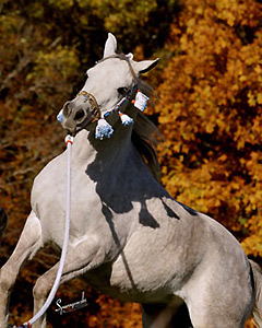 She's So Gigi | Arabian Horse with Traditional Halter