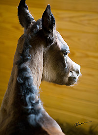 TS Vivien Leigh ( Ansata Sinan x Savannah CC )