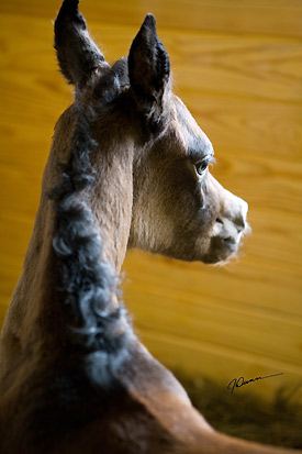 TS Vivien Leigh ( Ansata Sinan x Savannah CC )