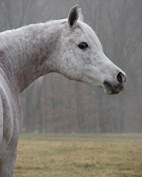 Anaza Ediya ( Ibn el Mareekh x Hollima )