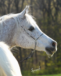 Anaza Ediya ( Ibn el Mareekh x Hollima )