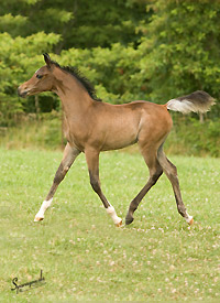Ahmar Ibn Adeed ( Al Adeed Al Shaqab x Savannah CC )