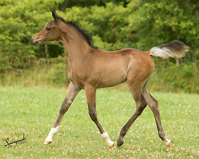 Ahmar Ibn Adeed ( Al Adeed Al Shaqab x Savannah CC )