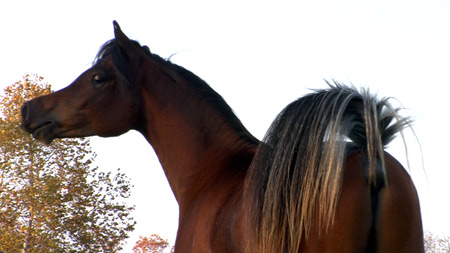 Ahmar Ibn Adeed ( Al Adeed Al Shaqab x Savannah CC )