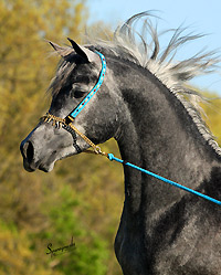 Shaikh al Nadir ( Ansata Sinan x Nadira Fujai )