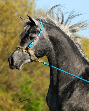 Shaikh al Nadir ( Ansata Sinan x Nadira Fujai )