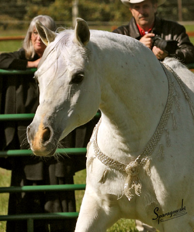 Nisrs Bint Kamal ( Ansata El Nisr x Ramses El Kamal )