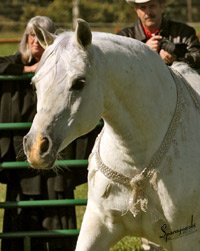 Nadira Fujai ( Shaikh al Badi x Antaja )