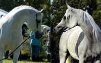 Hadidi (Left) Savannah CC (Right)