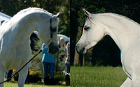 Hadidi (Left) She's So Gigi (Right)