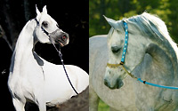 Hadidi (left) TS I'll Take Champagne (Right)