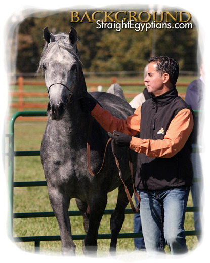 Shaikh Al Nadir (Ansata Sinan x Nadira Fujai) 